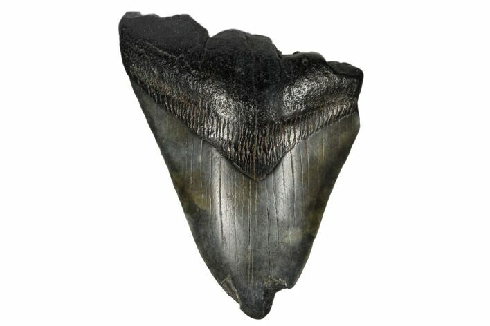 Partial, Fossil Megalodon Tooth - South Carolina #180887